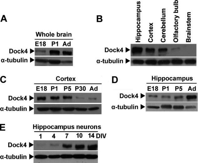 FIGURE 1.