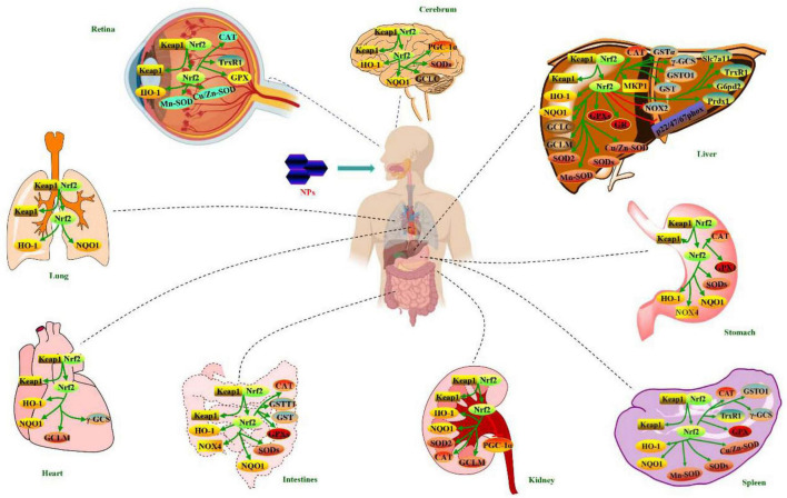 FIGURE 3