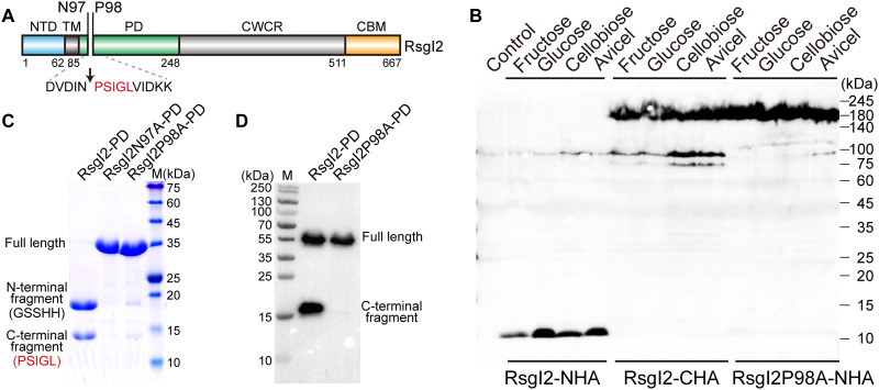 Fig. 1.