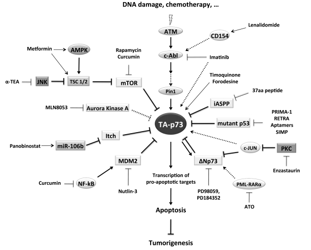 Fig. (2)