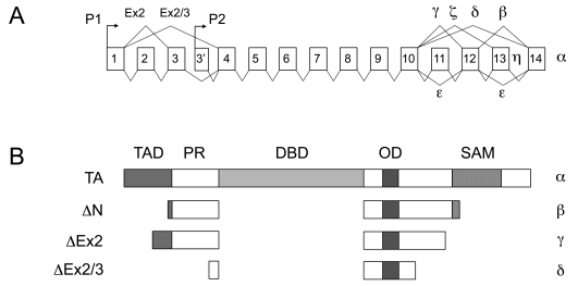 Fig. (1)