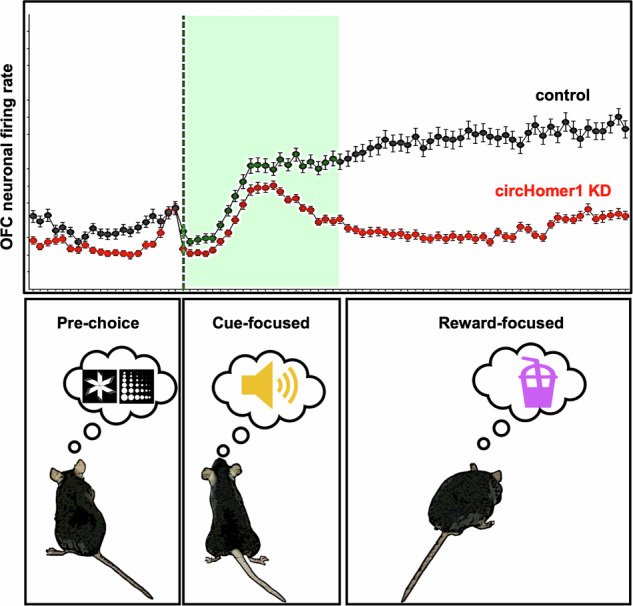 graphic file with name 41398_2024_3188_Figa_HTML.jpg