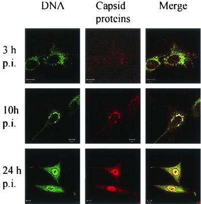 FIG. 11.