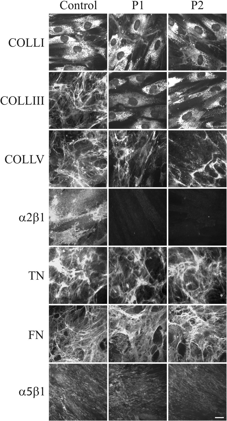 Fig. 6