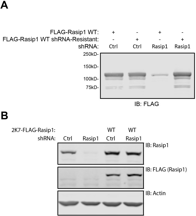 Figure 7—figure supplement 1.