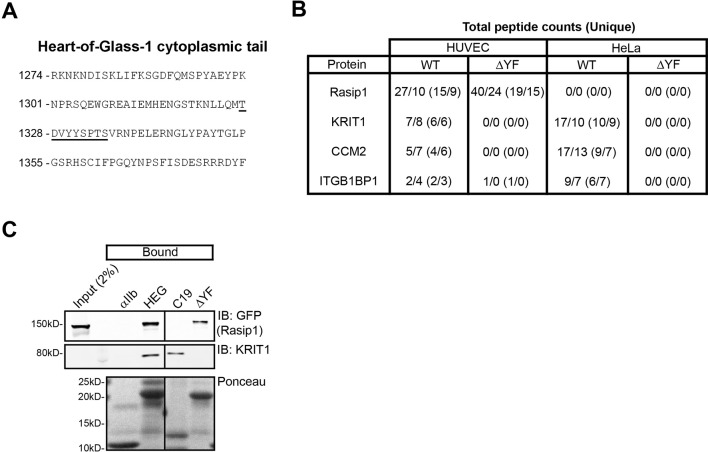 Figure 1—figure supplement 1.