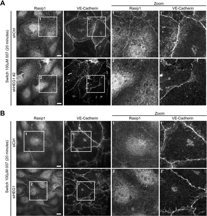 Figure 3—figure supplement 1.