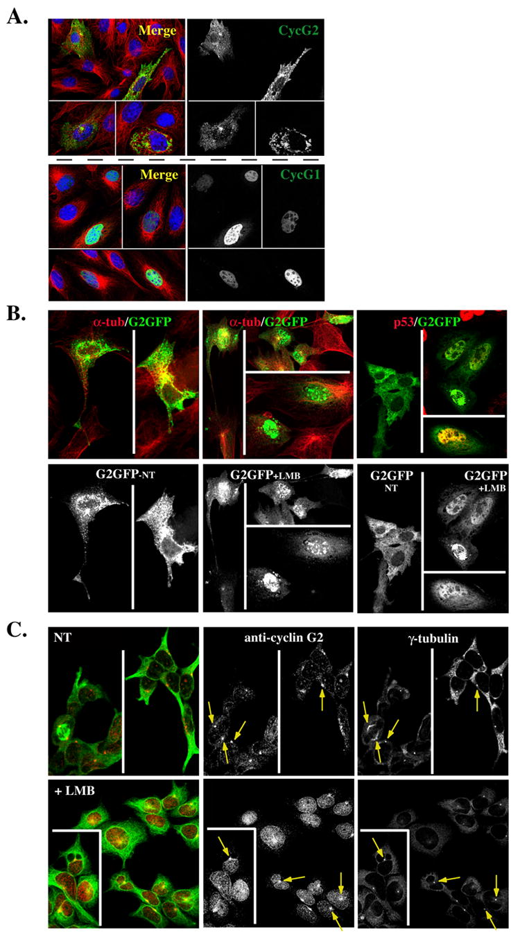 Fig. 10