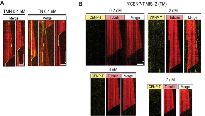 Figure 1—figure supplement 2.