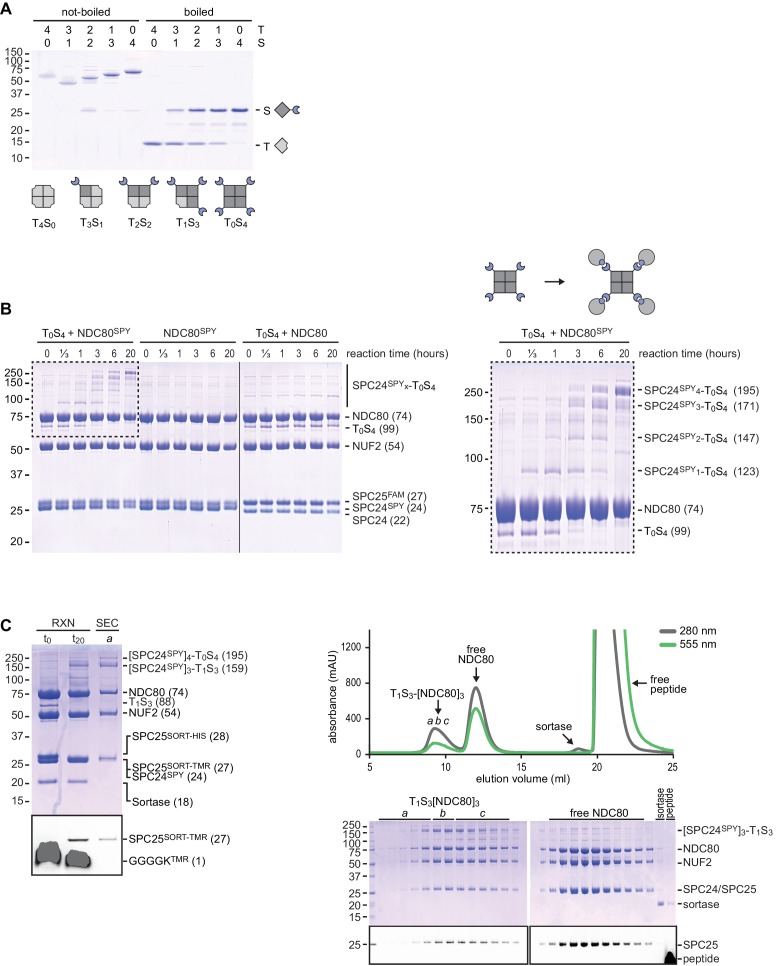 Figure 2—figure supplement 1.