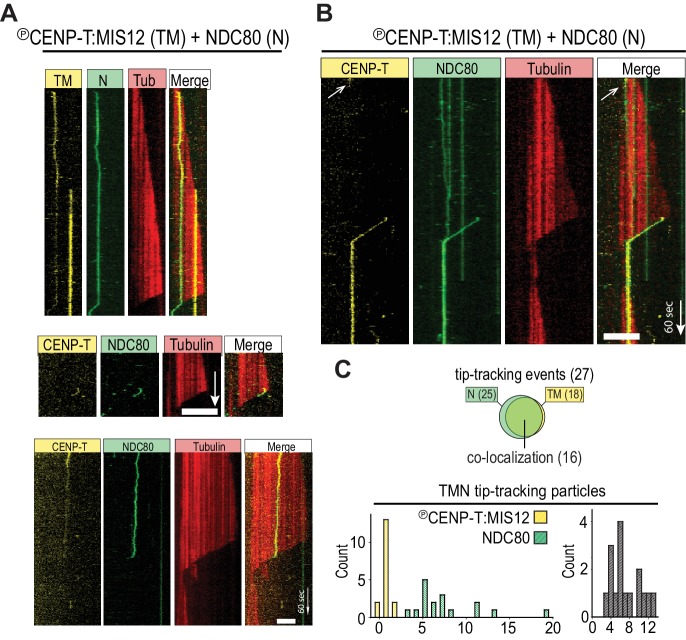 Figure 1—figure supplement 3.