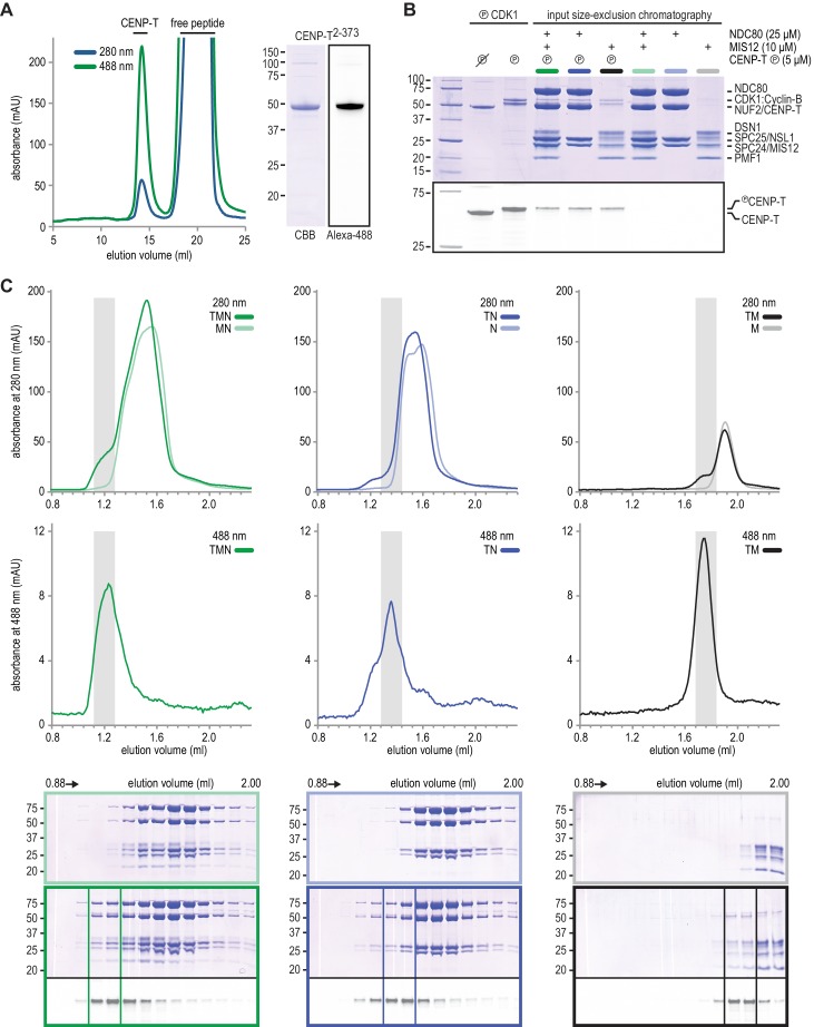 Figure 1—figure supplement 1.