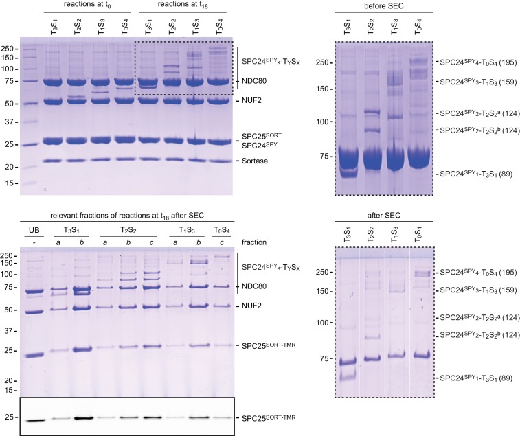 Figure 2—figure supplement 2.