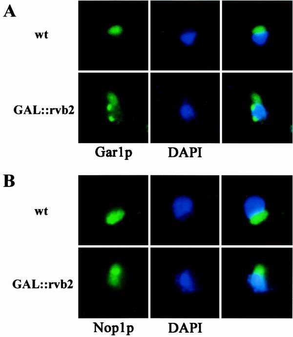 FIG. 6