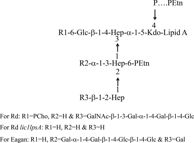 FIG 1