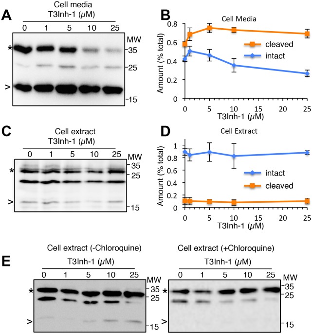 Figure 4—figure supplement 1.