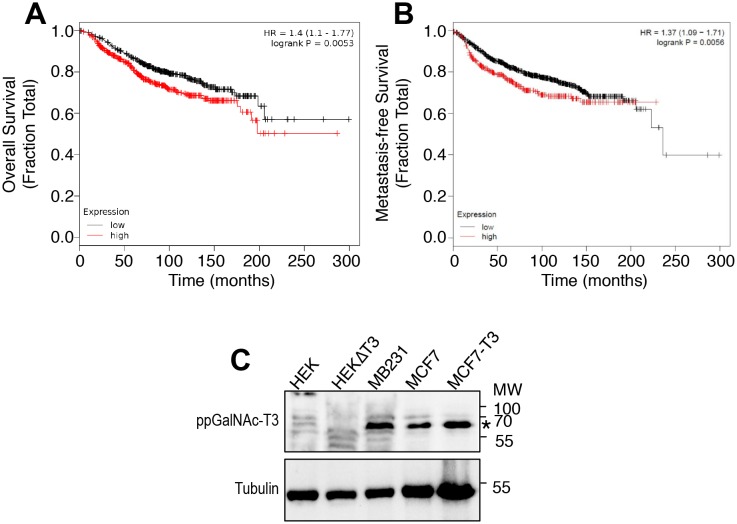 Figure 3—figure supplement 1.