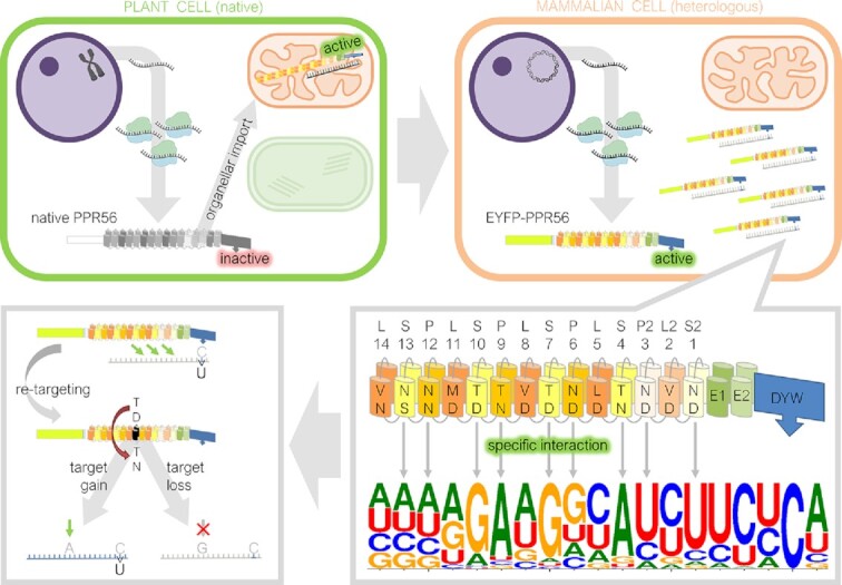 Graphical Abstract