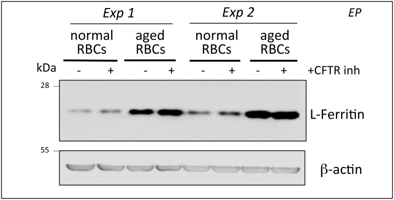 Fig 5