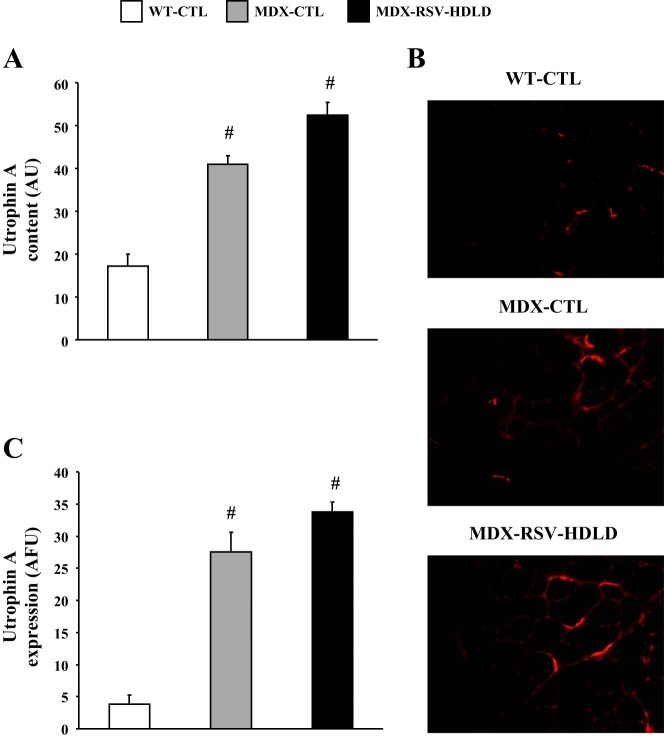 Fig. 12.