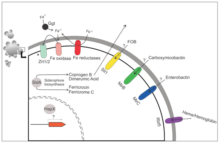 Figure 2