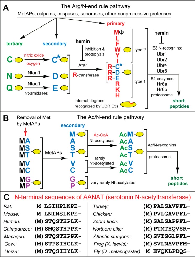 FIGURE 1.