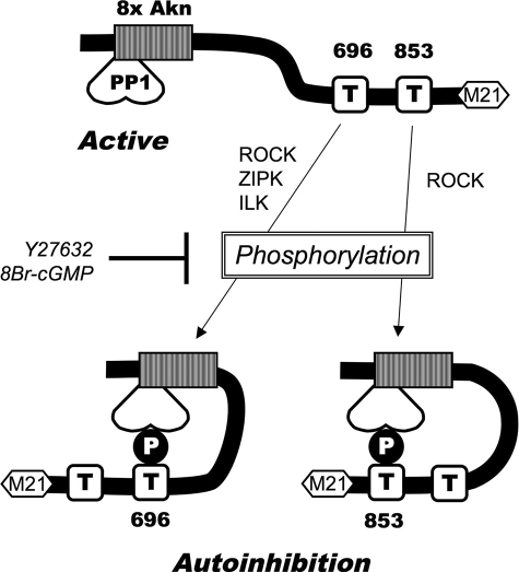 FIGURE 9.