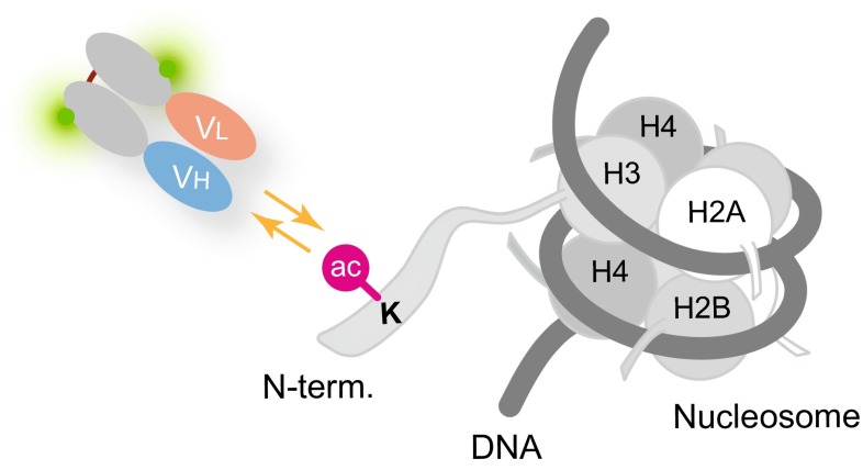 Fig. 3