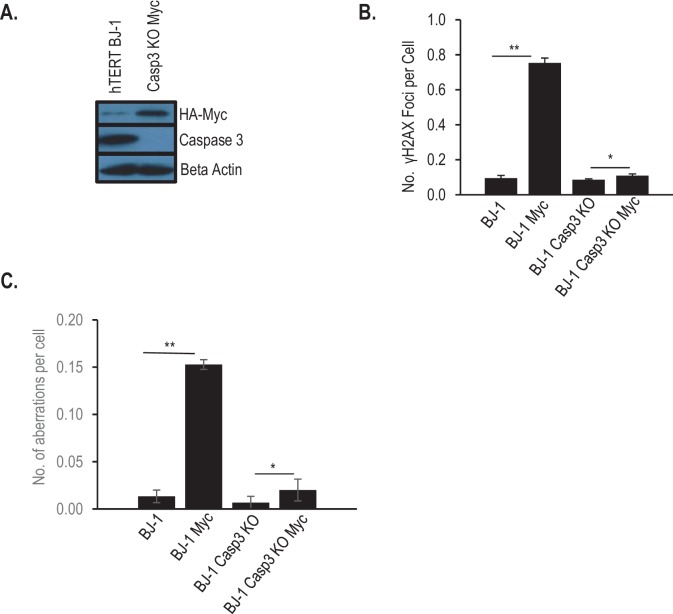 Figure 1—figure supplement 7.