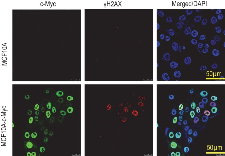 Figure 1—figure supplement 4.