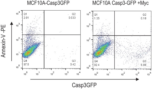 Figure 1—figure supplement 2.