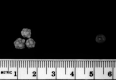 Fig 1.