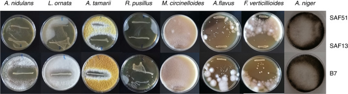 FIGURE 2