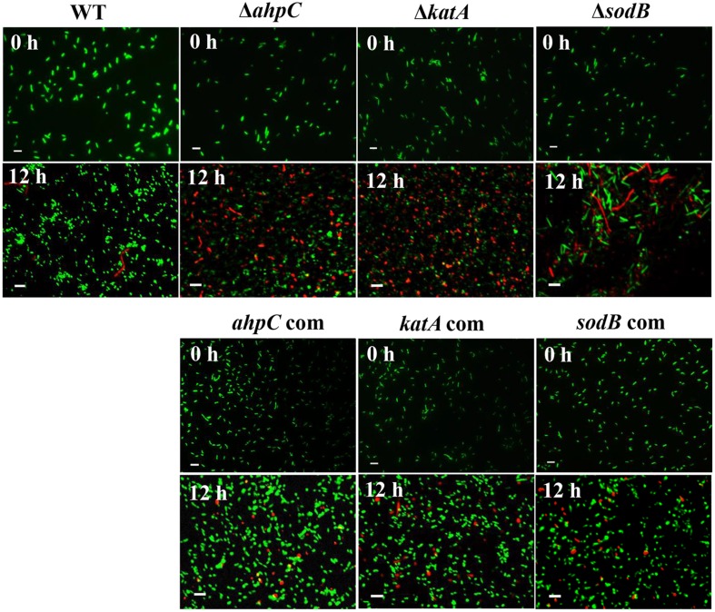 FIGURE 3