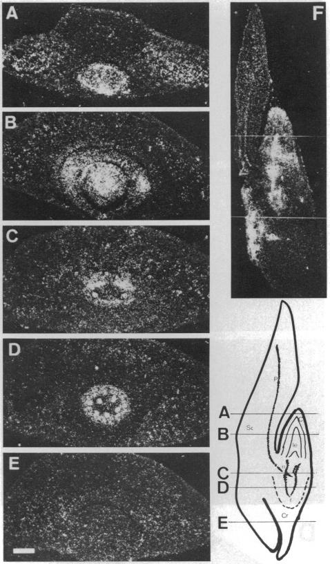 graphic file with name pnas01080-0427-a.jpg