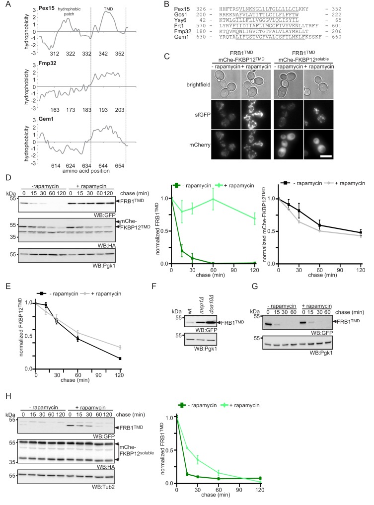 Figure 6—figure supplement 1.