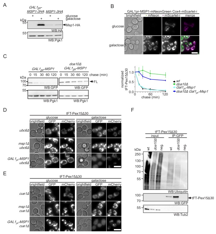 Figure 4—figure supplement 1.