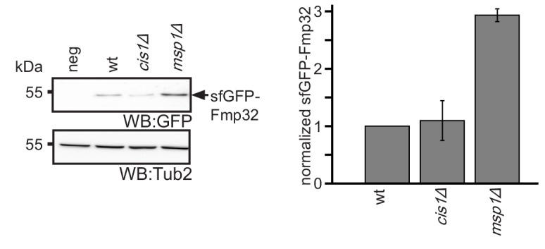 Figure 5—figure supplement 1.