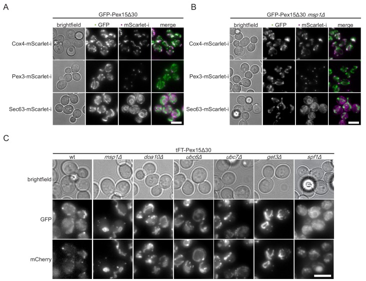 Figure 1—figure supplement 1.