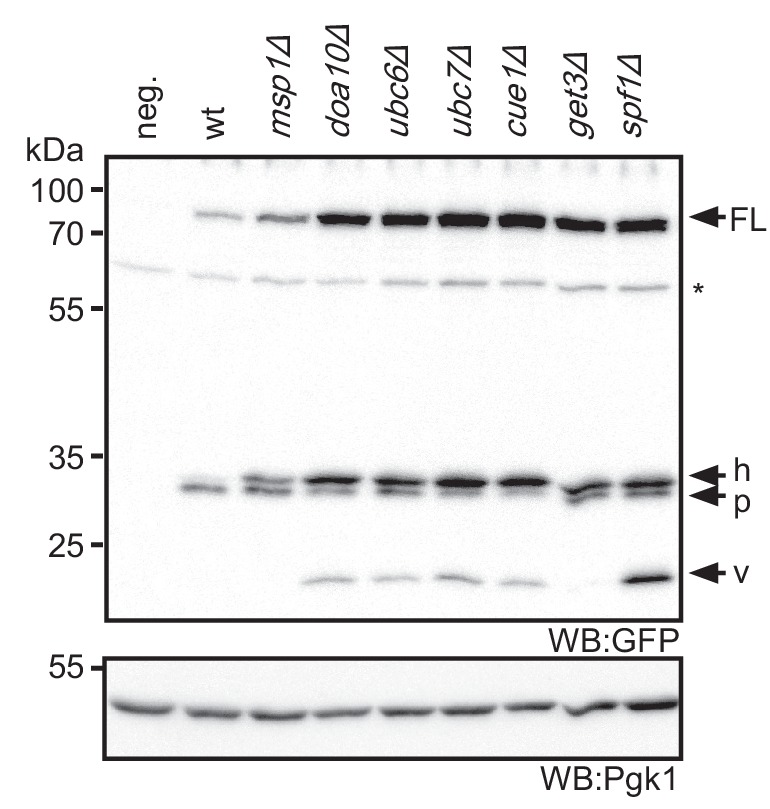 Figure 2—figure supplement 1.