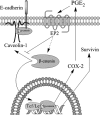 Figure 12.