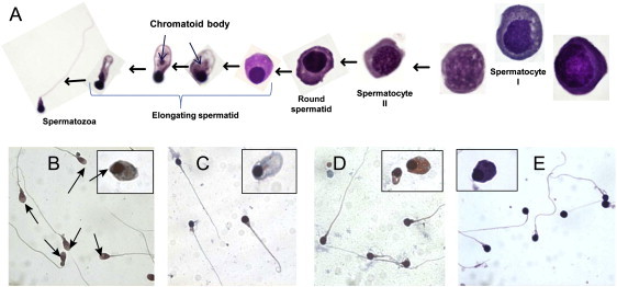 Figure 4