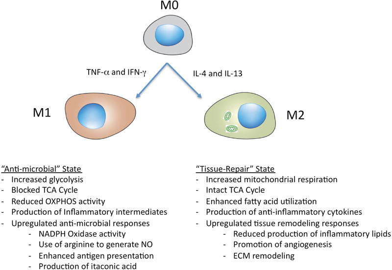 Figure 1 |