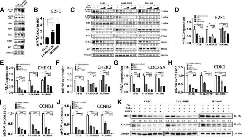 Figure 2. PARP inhibitor and CDK4/6 inhibitor combination treatment inhibits E2F1 signaling in prostate cancer through transcriptional and posttranslational regulation in prostate cancer cells. A, Basal expression levels of RB, pRB-Ser780/795, E2F1 proteins, and E2F1 targets including NED markers NSE, CHGA, and SYP in C4–2b, C4–2b-ENZR, and NCI-H660 prostate cancer cells. B, E2F1 mRNA expression in C4–2b, C4–2b-ENZR, and NCI-H660 prostate cancer cells. C, Effects of PARPi (olaparib), CDK4/6i (palbociclib), and combination olaparib + palbociclib on RB, pRB-Ser780/795, E2F1, and E2F1 signaling targets (NED markers) in C4–2b, C4–2b-ENZR, and NCI-H660 prostate cancer cells. C4–2b and C4–2b-ENZR: olaparib, 2 μmol/L; palbociclib, 100 nmol/L and 1 μmol/L. NCI-H660: olaparib, 10 μmol/L; palbociclib, 100 nmol/L and 1 μmol/L. All treatments involved a 48-hour incubation. D–J, qRT-PCR analysis to determine E2F1 and E2F1 target mRNA expression in C4–2b, C4–2b-ENZR, and NCI-H660 prostate cancer cells treated with PARPi (olaparib), CDK4/6i (palbociclib), or olaparib + palbociclib combination. K, Immunoblot to show suppression of CDK1 and CDC25 protein expression by PARPi (olaparib), CDK4/6i (palbociclib or abemaciclib), and olaparib + palbociclib or olaparib + abemaciclib combination treatment in prostate cancer cells. Immunoblot signals (A, C, K) were quantified and normalized to vinculin, and the relative band intensities shown below each protein specific IB band image in the figure. For B, D, E, F, G, H, I and J, t tests were used to determine statistical significance of the differences as indicated: ns, not significant; *, P < 0.05; **, P < 0.01; ***, P < 0.001.