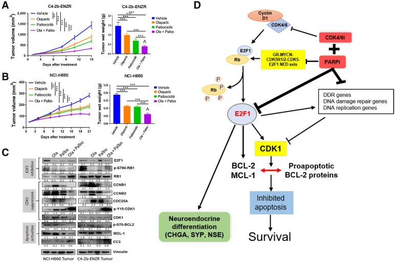 Figure 5. PARPi+CDK4/6i combination treatment leads to tumor growth inhibition through suppression of p-RB-E2F1 and E2F1 signaling, and suppression of CDK1, p-S70-BCL-2, and antiapoptotic protein MCL-1 in prostate cancer xenograft models compared with PARPi or CDK4/6i single-agent treatment. A and B, Tumor growth curves and terminal wet weights of C4–2b-ENZR and NCI-H660 xenograft tumors treated with PARPi (olaparib), CDK4/6i (palbociclib), or olaparib + palbociclib combination. Tumor volumes were measured every 3 days. Left, y-axis shows mean tumor volume (mm3), and x-axis shows days of treatment. Treatments were initiated when the tumor volume reached approximately 50 mm3. olaparib: 40 mg/kg/days, 5 days/week, i.p.; palbociclib: 100 mg/kg/day, 5 days/week, oral gavage. Right, tumor wet weights at termination. ANOVA analysis was used to determine the statistical significance of tumor volumes as indicated, and t tests were used to determine statistical significance of the differences of tumor wet weights as indicated: ns, not significance, *, P < 0.05; **, for P < 0.01, and ***, for P < 0.001. ˇ, indicates that the combination treatment revealed a moderate synergistic interaction between olaparib and palbociclib by Bliss independence analysis (44). C, Immunoblot analysis of treated xenograft tumors shows expression of proteins involved in E2F1 signaling and CDK1 activation, as well as antiapoptotic proteins including “prosurvival sensor” p-S70-BCL-2 and MCL-1 as indicated. Immunoblot signals (C) were quantified and normalized to vinculin, and the relative band intensities shown below each protein specific IB band image in the figure. D, Proposed mechanism by which PARPi+CDK4/6i combination treatment suppresses growth and NED markers and induces apoptosis in prostate cancer models in vitro and in vivo.