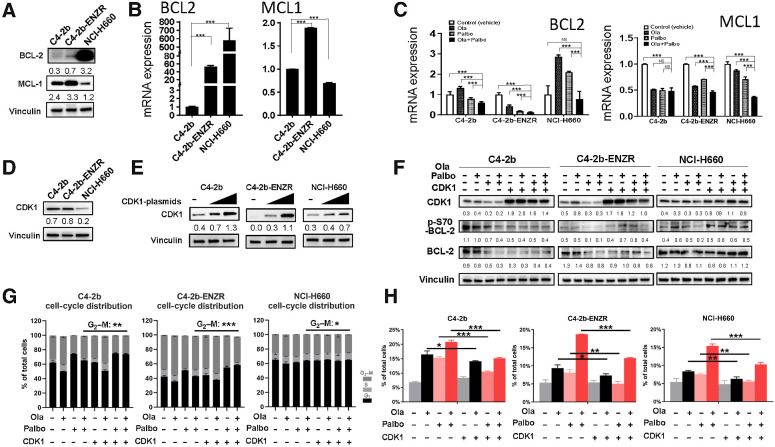 Figure 3. CDK1 overexpression upregulates “prosurvival sensor” p-S70-BCL-2 and rescues prostate cancer cells from PARPi+CDK4/6i combination treatment–induced apoptosis. A, Immunoblots showing expression of anti-proapoptotic BCL-2 and MCL-1 proteins in C4–2b, C4–2b-ENZR, and NCI-H660 prostate cancer cells, which is consistent with BCL-2 and MCL-1 mRNA expression determined by RT-qPCR and shown in B. C, qRT-PCR results show expression of BCL-2 and MCL-1 mRNAs regulated by PARPi (olaparib), CDK4/6i (palbociclib), and olaparib + palbociclib combination treatment in prostate cancer cells. D, Immunoblots showing the CDK1 protein basal expression levels in prostate cancer cell line models. E, Overexpression of exogenous CDK1 protein by transfecting CDK1 expression vectors in C4–2b, C4–2b-ENZR, and NCI-H660 prostate cancer cells. F, Immunoblots showing p-S70-BCL-2 and BCL-2 protein expression in prostate cancer cells treated with olaparib, palbociclib, and olaparib + palbociclib in C4–2b, C4–2b-ENZR, and NCI-H660, with or without CDK1 overexpression by transfection of CDK1 expression vector after 48 hours of treatment. C4–2b and C4–2b-ENZR: olaparib, 2 μmol/L; palbociclib, 2 μmol/L; or combinations. NCI-H660: olaparib, 10 μmol/L; palbociclib, 10 μmol/L; or combinations. Immunoblot signals (A, D, E, F) were quantified and normalized to vinculin, and the relative band intensities shown below each protein specific IB band image in the figure. G, Flow cytometry showing effect of olaparib, palbociclib, combination olaparib + palbociclib, and overexpression of CDK1 on cell-cycle distribution in C4–2b, C4–2b-ENZR, and NCI-H660 cells. C4–2b and C4–2b-ENZR: olaparib, 2 μmol/L; palbociclib, 2 μmol/L. NCI-H660: olaparib, 10 μmol/L; palbociclib, 10 μmol/L. H, Flow cytometry showing sub-G1 (apoptotic) cell distribution with olaparib, palbociclib, or combination olaparib + palbociclib, with or without overexpression of CDK1 in C4–2b, C4–2b-ENZR, and NCI-H660 cells. For B, C, and H, t tests were used to determine statistical significance of the differences as indicated: ns, not significant; *, P < 0.05; **, P < 0.01; ***, P < 0.001.