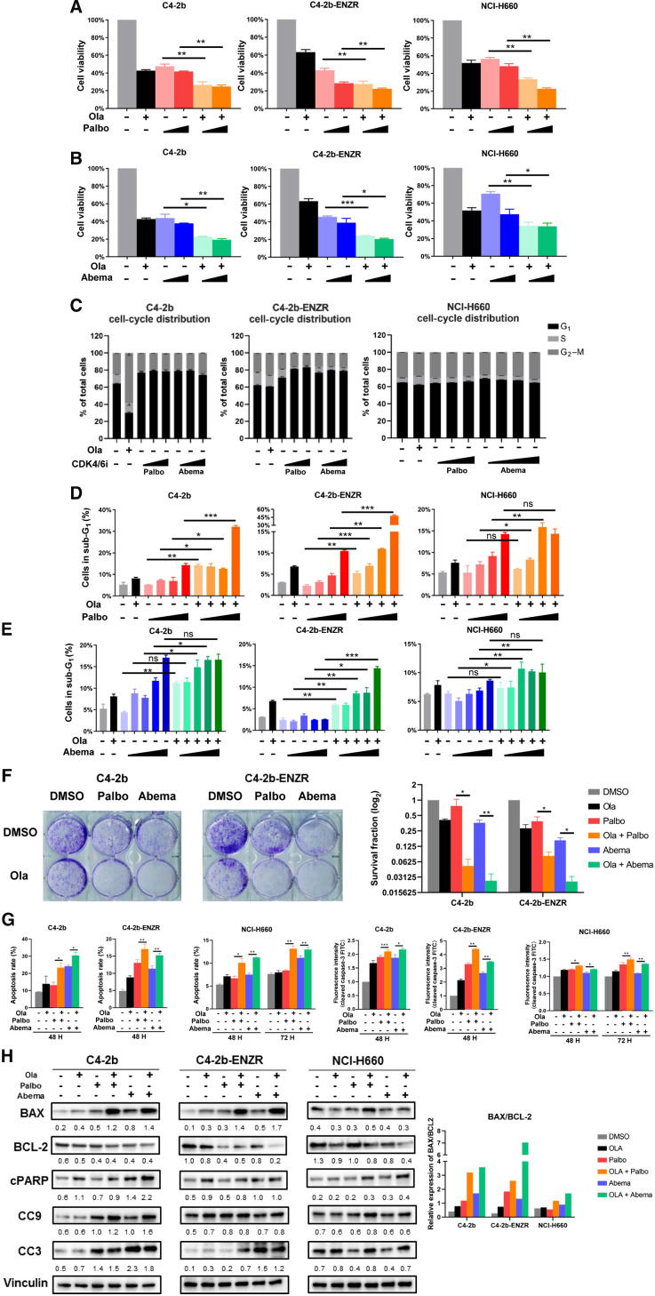 Figure 1. PARP inhibitor and CDK4/6 inhibitor combination treatment suppresses cell proliferation and induces apoptosis of prostate cancer cells in vitro. A and B, MTS cell viability assays showing effect of olaparib (Ola), palbociclib (Palbo), abemaciclib (Abema), and olaparib + palbociclib (Ola + Palbo) or olaparib + abemaciclib (Ola + Abema) combination treatment on viable proliferation of C4–2b, C4–2b-ENZR, and NCI-H660 prostate cancer cells. C4–2b and C4–2b-ENZR: olaparib, 2 μmol/L; palbociclib, 100 nmol/L and 1 μmol/L; abemaciclib, 1 nmol/L and 10 nmol/L. NCI-H660: olaparib, 10 μmol/L; palbociclib, 100 nmol/L and 1 μmol/L; abemaciclib, 1 nmol/L and 10 nmol/L. C, Flow cytometry showing effect of olaparib, palbociclib, and abemaciclib treatment on cell cycle distribution in C4–2b, C4–2b-ENZR, and NCI-H660 prostate cancer cells. Cells were treated as shown in A and B. D and E, Flow cytometry showing sub-G1 (apoptotic) prostate cancer cells treated by olaparib, palbociclib, abemaciclib, and combination of olaparib + palbociclib or olaparib + abemaciclib. C4–2b and C4–2b-ENZR: olaparib, 2 μmol/L; palbociclib, 10 nmol/L, 100 nmol/L, 1 μmol/L, 10 μmol/L; abemaciclib, 0.1 nmol/L, 1 nmol/L, 10 nmol/L, 100 nmol/L, 1 μmol/L. NCI-H660: olaparib, 10 μmol/L; palbociclib, 10 nmol/L, 100 nmol/L, 1 μmol/L, 10 μmol/L; abemaciclib, 0.1 nmol/L, 1 nmol/L, 10 nmol/L, 100 nmol/L, 1 μmol/L. Data are plotted as the percentage of cells in sub-G1. F, Colony-formation assay of C4–2b and C4–2b-ENZR prostate cancer cells treated with olaparib, palbociclib, abemaciclib, and the combination of olaparib + palbociclib or olaparib + abemaciclib. The results were observed after 14 days of treatment. C4–2b and C4–2b-ENZR: olaparib, 500 nmol/L; palbociclib, 100 nmol/L; abemaciclib, 10 nmol/L. The histogram in the right panel shows mean ± SEM of (clone) counts from at least three assay replicates. G, Quantification analysis of apoptosis and fluorescence intensity of cleaved caspase-3-FITC in PARPi (olaparib), CDK4/6i (palbociclib or abemaciclib), or PARPi+CDK4/6i combination treatment of prostate cancer cells. C4–2b and C4–2b-ENZR: olaparib, 2 μmol/L; palbociclib, 2 μmol/L; abemaciclib, 2 μmol/L; NCI-H660: olaparib, 10 μmol/L; palbociclib, 10 μmol/L; abemaciclib, 10 μmol/L, incubated for 48 and 72 hours, respectively. The data are shown as mean ± SEM of three assay replicates. H, Immunoblots to show the proapoptotic response of prostate cancers treated with combination PARPi and CDK4/6i after 48 hours of incubation. C4–2b and C4–2b-ENZR: olaparib, 2 μmol/L; palbociclib, 2 μmol/L; abemaciclib, 2 μmol/L. NCI-H660: olaparib, 10 μmol/L; palbociclib, 10 μmol/L; abemaciclib, 10 μmol/L. IB signals in respective prostate cancer cells were scanned, quantified, and plotted to show BAX/BCL-2 ratios for the indicated treatments. Densitometric scans of IB bands were quantified and analyzed by ImageJ as previously reported (12), and the relative band intensities expressed as the folds of vinculin (internal IB reference), and indicated below each protein specific IB band image in the figure. For A, B, D, E, F, and G, t tests were used to determine statistical significance of the differences as indicated: ns, not significant; *, P < 0.05; **, P < 0.01; ***, P < 0.001.