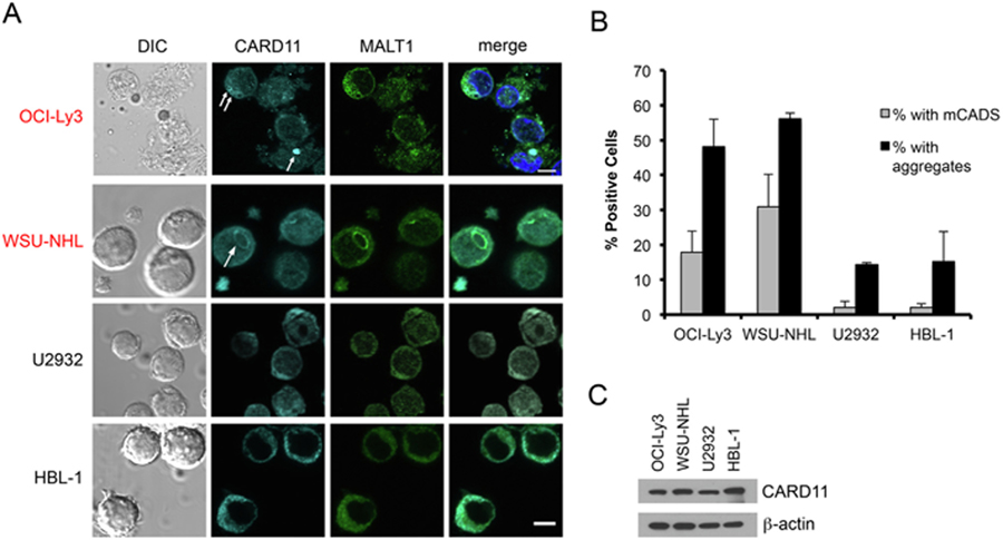 Fig. 7.