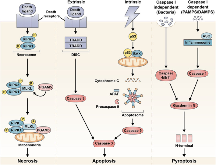 FIGURE 1