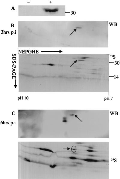 FIG. 1.